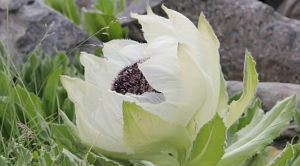 珍稀成分的完美結合