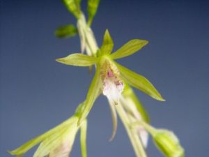 台灣芋蘭 台灣芋蘭