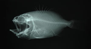 達氏橋燧鯛 達氏橋燧鯛