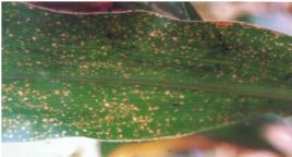 玉米彎孢菌葉斑病 玉米彎孢菌葉斑病