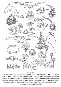 拳捲地錢 拳捲地錢