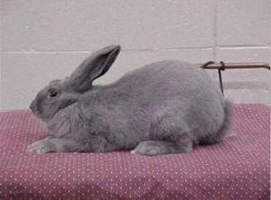 維也納兔 維也納兔