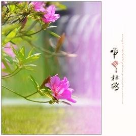 子規啼血-空等閒