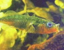 刺魚亞目 刺魚亞目