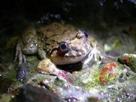 福建大頭蛙 福建大頭蛙