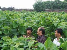 桑農正在看桑樹圖