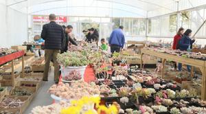 龍大花卉苗木市場隨拍