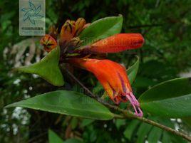 長花芒毛苣苔 長花芒毛苣苔