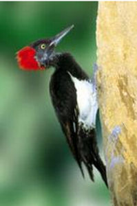 信德啄木鳥 信德啄木鳥