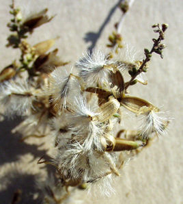 五柱琵琶柴 五柱琵琶柴