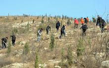 市中區森林資源