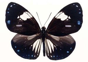 （圖）黑眼蝶