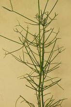 青柳[仙人掌科絲葦屬，是一種附生類仙人掌]