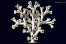 六射珊瑚 六射珊瑚