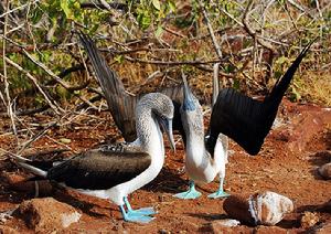 北西摩島 北西摩島