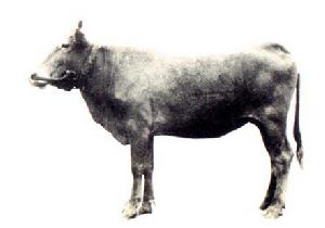 滎經黃牛 滎經黃牛