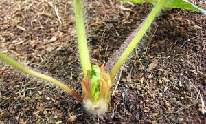 離心生長 離心生長