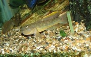 四川吻鰕虎魚 四川吻鰕虎魚