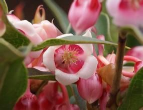 越南吊鐘花 越南吊鐘花