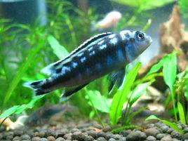 約翰黑麗魚 約翰黑麗魚