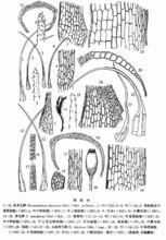 山地青毛蘚 山地青毛蘚