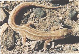 新疆漠虎 新疆漠虎