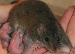 黑尾闊腳袋鼩 黑尾闊腳袋鼩