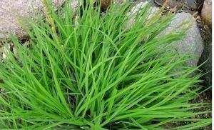 武都薹草 武都薹草