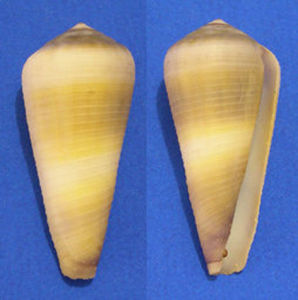 竹筍芋螺 竹筍芋螺