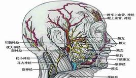 腦神經遞質 腦神經遞質