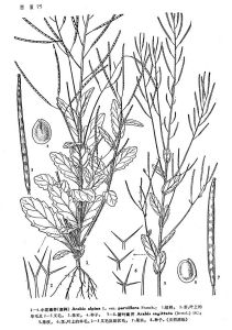 小花南芥 小花南芥