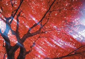 日本紅葉