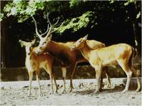 請愛護這些珍稀動物們