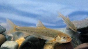 松潘裸鯉 松潘裸鯉