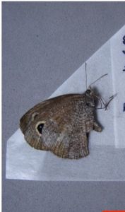 重光矍眼蝶 重光矍眼蝶