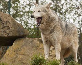 加拿大森林狼 加拿大森林狼