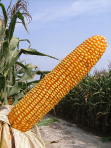 錦玉青貯二八 錦玉青貯二八