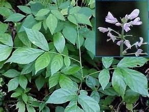 光果甘草 光果甘草