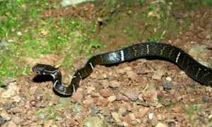 黑帶腹鏈蛇 黑帶腹鏈蛇