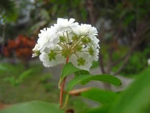 重瓣麻葉繡球 重瓣麻葉繡球