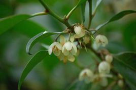 粗毛楊桐 粗毛楊桐