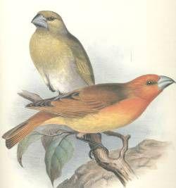 管舌鳥[管舌雀俗稱]