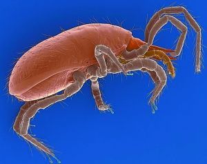 勺上羅甲蟎 勺上羅甲蟎