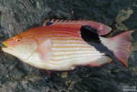 大黃斑普提魚 大黃斑普提魚