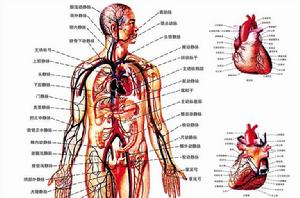 心血管系統 心血管系統