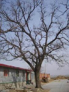 郭莊鎮[山東省平度市郭莊鎮]