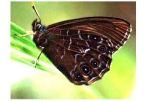 深山黛眼蝶 深山黛眼蝶