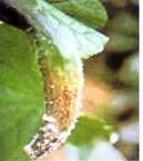 黃瓜菌核病 黃瓜菌核病