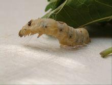 蠶實拍近景高清圖片（熟蠶）