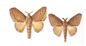 馬尾松毛蟲（成蟲